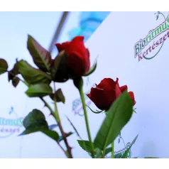 Jugendliebe tearózsa 17 cm cserép