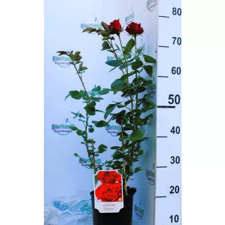 Jugendliebe tearózsa 17 cm cserép