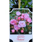 Nautica ágyásrózsa 17 cm cserép