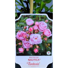 Nautica ágyásrózsa 17 cm cserép