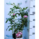Nautica ágyásrózsa 17 cm cserép