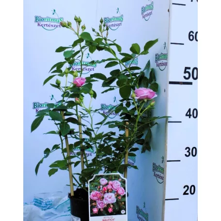 Nautica ágyásrózsa 17 cm cserép