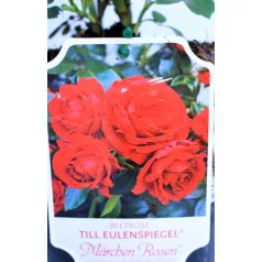 Till Eulenspiegel ágyásrózsa 17 cm cseré