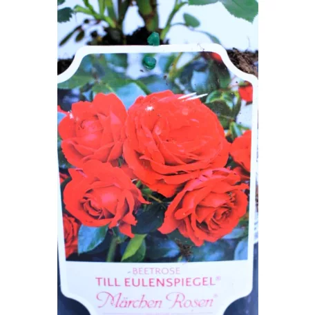 Till Eulenspiegel ágyásrózsa 17 cm cseré