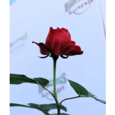 Till Eulenspiegel ágyásrózsa 17 cm cseré