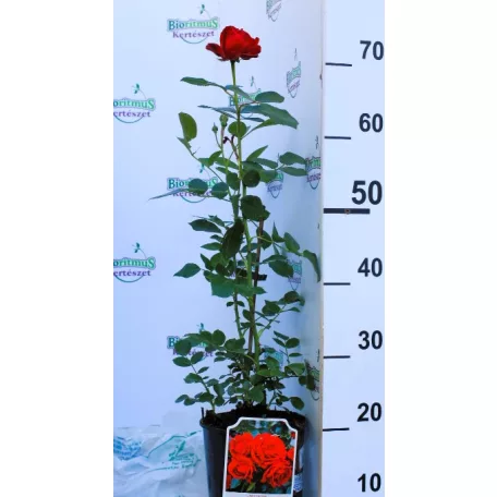 Till Eulenspiegel ágyásrózsa 17 cm cseré