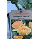 Hansestadt Rostock ágyásrózsa 17 cm cser