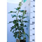 Hansestadt Rostock ágyásrózsa 17 cm cser