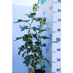 Hansestadt Rostock ágyásrózsa 17 cm cser