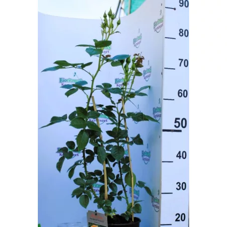 Hansestadt Rostock ágyásrózsa 17 cm cser