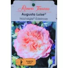 Augusta Luise tearózsa 17 cm cserép