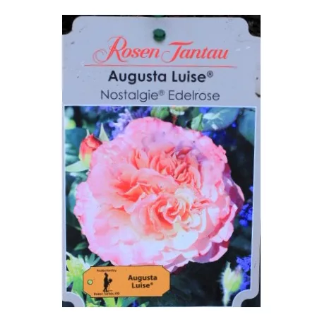 Augusta Luise tearózsa 17 cm cserép