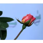Augusta Luise tearózsa 17 cm cserép