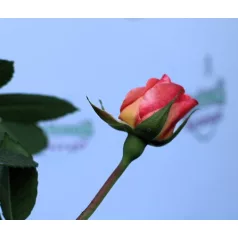 Augusta Luise tearózsa 17 cm cserép
