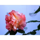 Augusta Luise tearózsa 17 cm cserép