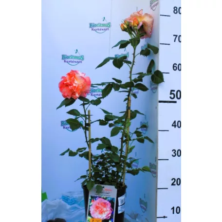 Augusta Luise tearózsa 17 cm cserép