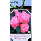 Flora Colonia tearózsa 17 cm cserép