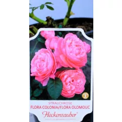 Flora Colonia tearózsa 17 cm cserép