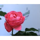 Flora Colonia tearózsa 17 cm cserép