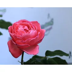 Flora Colonia tearózsa 17 cm cserép