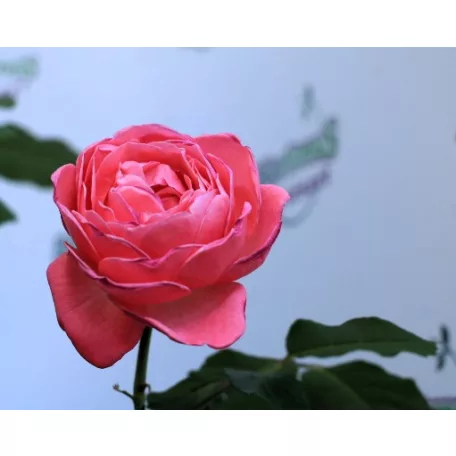 Flora Colonia tearózsa 17 cm cserép