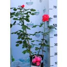 Flora Colonia tearózsa 17 cm cserép
