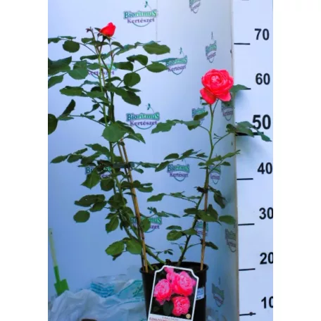 Flora Colonia tearózsa 17 cm cserép