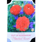 Out of Rosenheim ágyásrózsa 17 cm cseré