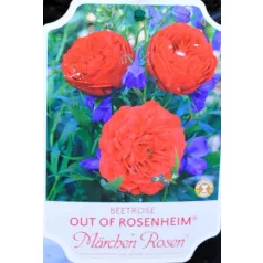 Out of Rosenheim ágyásrózsa 17 cm cseré