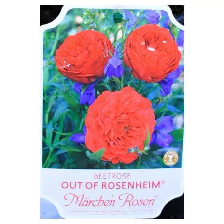 Out of Rosenheim ágyásrózsa 17 cm cseré