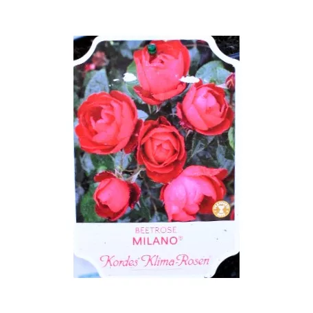 Milano ágyásrózsa 17 cm cserép