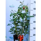 Rotília ágyásrózsa 17 cm cserép