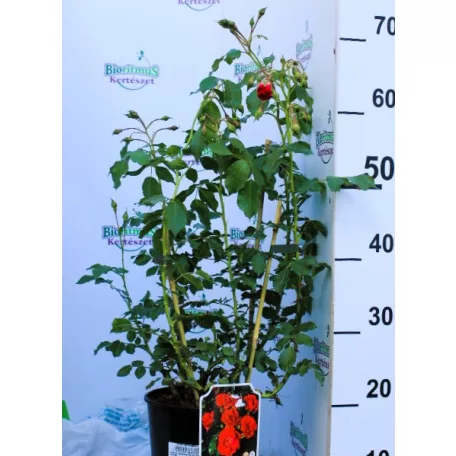 Rotília ágyásrózsa 17 cm cserép