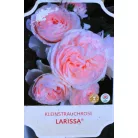Larissa parkrózsa 17 cm cserép