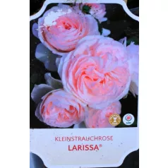 Larissa parkrózsa 17 cm cserép