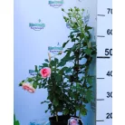 Larissa parkrózsa 17 cm cserép