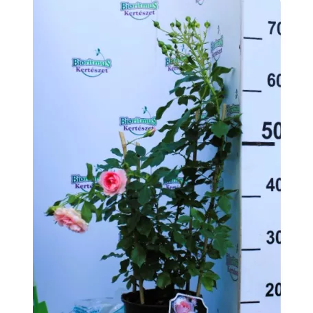 Larissa parkrózsa 17 cm cserép