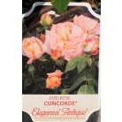 Concord tearózsa 17 cm cserép
