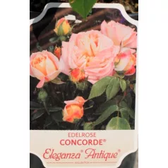 Concord tearózsa 17 cm cserép