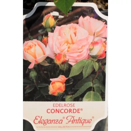 Concord tearózsa 17 cm cserép