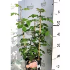 Concord tearózsa 17 cm cserép