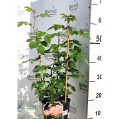 Concord tearózsa 17 cm cserép