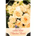 Lions-Rose ágyásrózsa 17 cm cserép