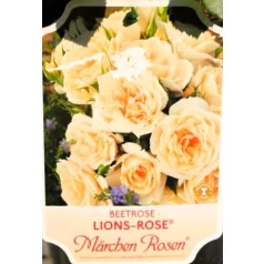Lions-Rose ágyásrózsa 17 cm cserép