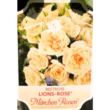 Lions-Rose ágyásrózsa 17 cm cserép