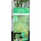 Japán juhar Acer palm. Butterfly 19 cm cserép