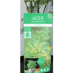 Japán juhar Acer palm. Butterfly 19 cm cserép