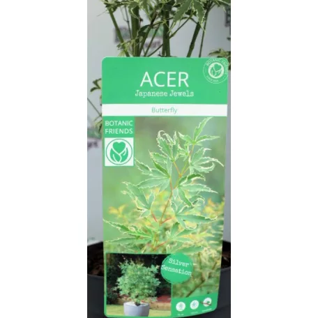 Japán juhar Acer palm. Butterfly 19 cm cserép