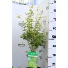 Japán juhar Acer palm. Butterfly 19 cm cserép