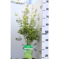 Japán juhar Acer palm. Butterfly 19 cm cserép